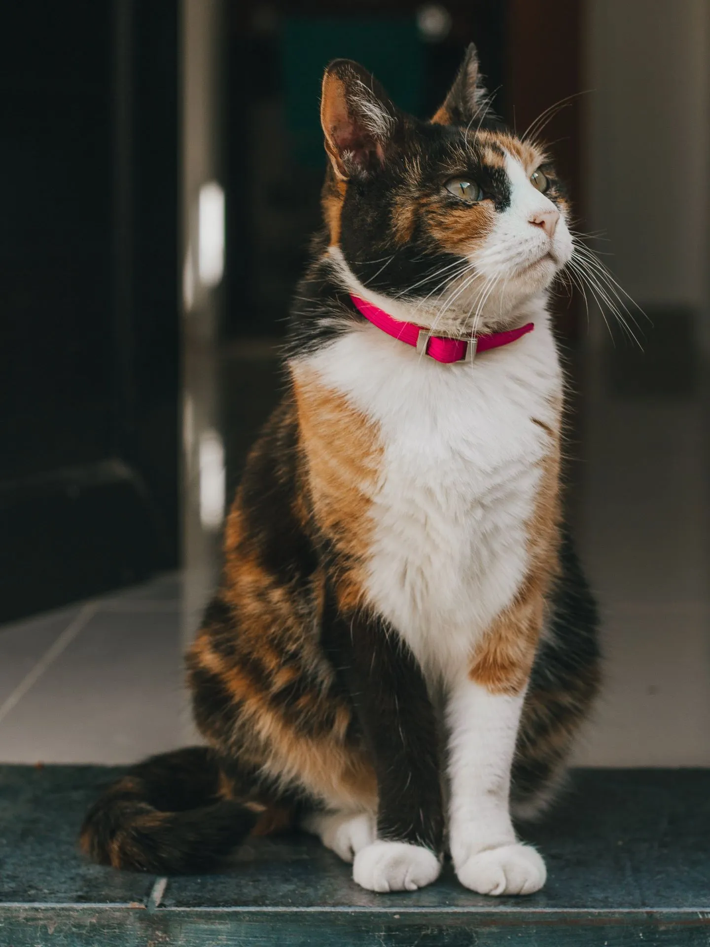 A photograph of a calico cat.