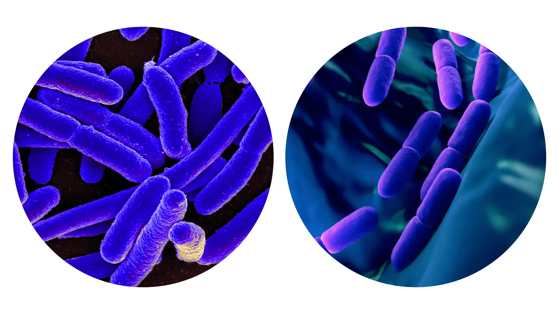 Gut Bacteria Magnified images of the gut bacteria Escherichia coli (left) and Lactobacillus bulgaricus (right).